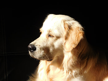 Animals, Dog, Muzzle, Sunlight, Profile HD wallpaper