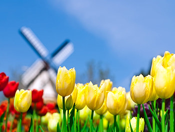 Tulips, tulip, field, yellow, mill, sky, nature HD wallpaper
