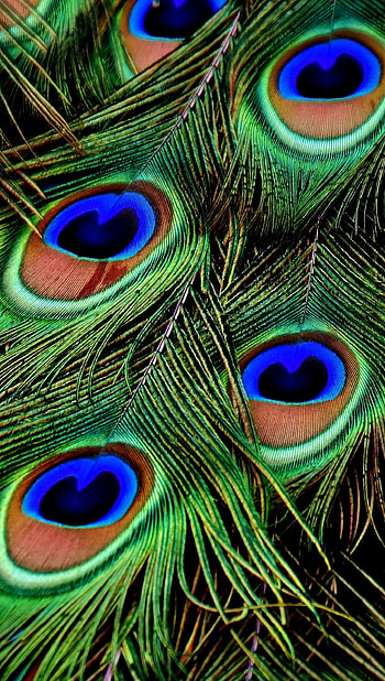 Peacock feathers , Ultra , Stunning colors, Striking beauty HD phone wallpaper