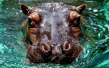 Water, Snout, Animal, Closeup HD wallpaper