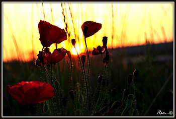 flowers for u baby, flowers, spring, green, sunset HD wallpaper