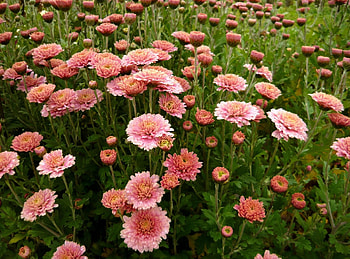 Flowers, Greens, Flower Bed, Flowerbed, Asters HD wallpaper