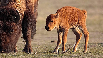 Animals, Grass, Young, Calf, Buffalo, Joey, Horn, Bison HD wallpaper