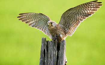 Hawk, wings, Eagle, fly, bird HD wallpaper