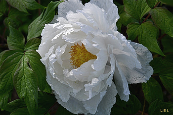*** Peony ***, natura, biala, piwonia, kwiaty HD wallpaper
