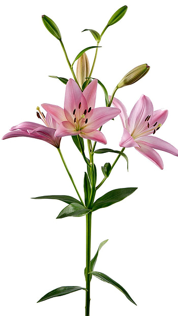 Pink Lily, Aesthetic, aeshetic HD phone wallpaper