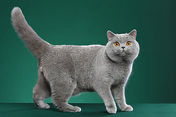 Cat, animal, kitten, kitty, paw HD wallpaper