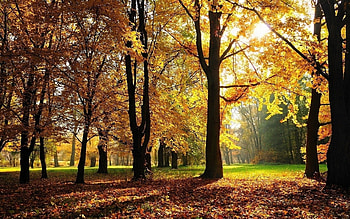 Landscape, Trees, Autumn HD wallpaper