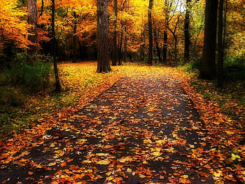 Beautiful Park, colorful, graphy, path, fall, nice, park, leaves, trees, autumn HD wallpaper