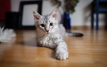 Animals, Cat, To Lie Down, Lie, Floor, Paw HD wallpaper