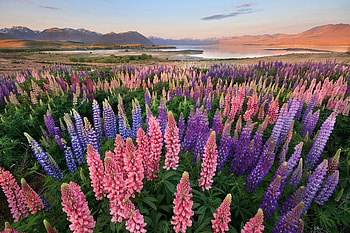 Lovely Lupins, scenery, hills, field, beautiful, flowers, lovely, water, lupins HD wallpaper