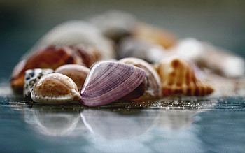 Nature's wonders, Coastal dreams, Seashore delight, Tranquil escape HD wallpaper