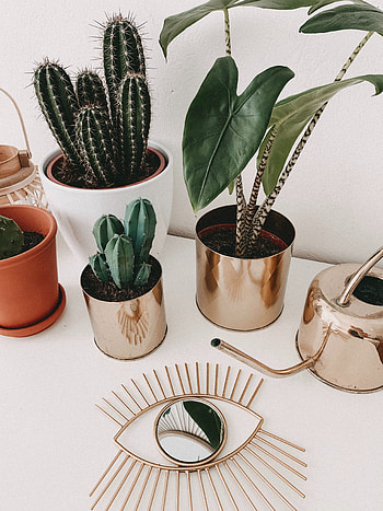 Plants, Cactuses, Flowers, Decorative, Pots HD phone wallpaper