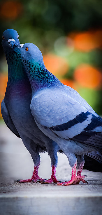 Animals, Birds, Pigeons, Love, Kiss HD phone wallpaper