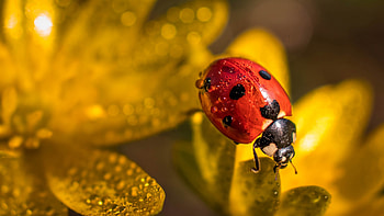 Beetle (Animals), Ladybug macro water, Flower beetle , Water drop HD wallpaper