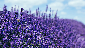 Lavender, , Stunning , Natural beauty HD wallpaper