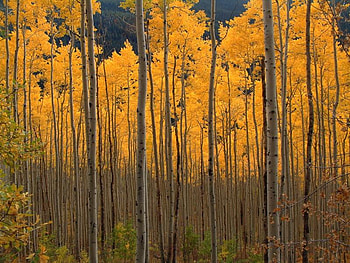 A Cluster of Aspen Trees, cluster, trees, leaves, aspen HD wallpaper