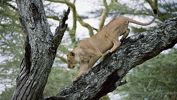 Animals, Wood, Tree, Lion, Lioness, Crawl HD wallpaper