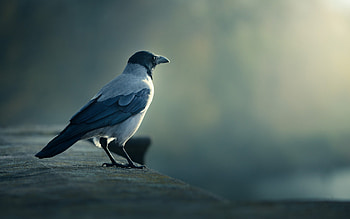 Corvus tristis, Crows HD wallpaper