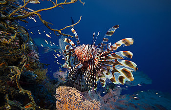 *** Lionfish ***, ryby, zwierzeta, ryba, skrzydlica HD wallpaper