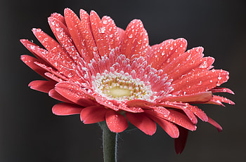 Daisy, flower, water drops, close up HD wallpaper