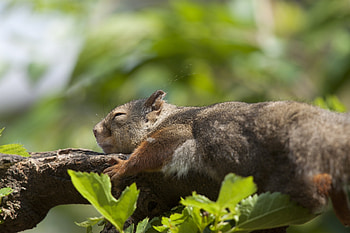 Animals, Squirrel, Leaves, Wood, Tree, Sleep, Dream HD wallpaper