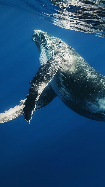 Blue Whale, Whale , Most popular, Backgrounds HD phone wallpaper