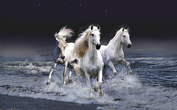 Animals, Horses HD wallpaper