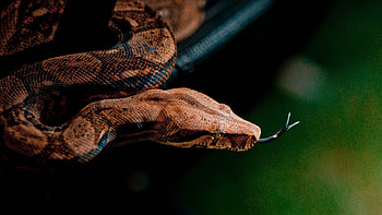 Boa Constrictor, Snake close up, Grey brown skin, Reptiles HD wallpaper