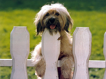 Sitting on the fence, dog, fernce, puppy, grass HD wallpaper