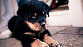 Animals, Dogs HD wallpaper