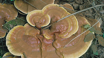 Lingzhi mushroom species, UPM forest life HD wallpaper