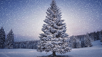 Snow-covered fir tree, Winter wonderland, Nature's beauty, Serene landscape HD wallpaper