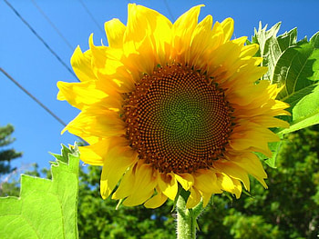 Sunny Sunflower, sky, stem, yellow, flower HD wallpaper