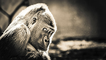 High-resolution gorilla, Stunning , Detailed ry, Excellent quality HD wallpaper