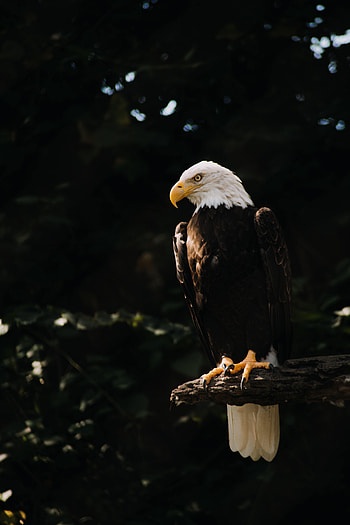 Animals, Bird, Wood, Tree, Predator, Eagle, Bald Eagle, White-Headed Eagle HD phone wallpaper