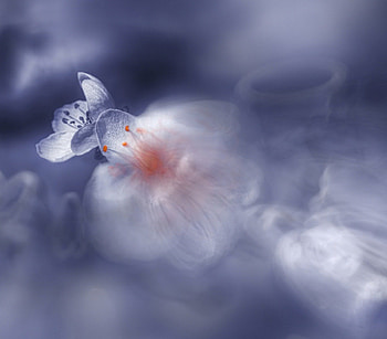 Flower, garden, nature, flowers HD wallpaper