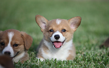 Welsh corgi puppies, Animal , 30050 HD wallpaper