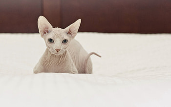 Animals, Sphinx, Cat, To Lie Down, Lie HD wallpaper