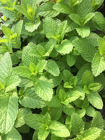 Mojito mint, Hardy perennial, Herb gardening, Flavorful leaves HD phone wallpaper