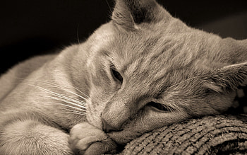 Animals, Cat, Muzzle, Eyes, Close-Up, Grey HD wallpaper