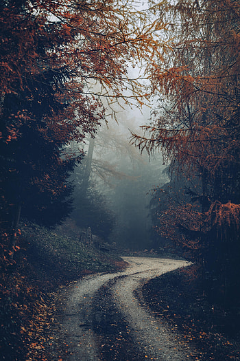 Nature, Trees, Autumn, Road, Forest, Fog HD phone wallpaper