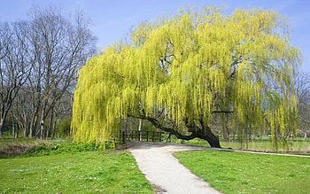 Landscape, Trees HD wallpaper