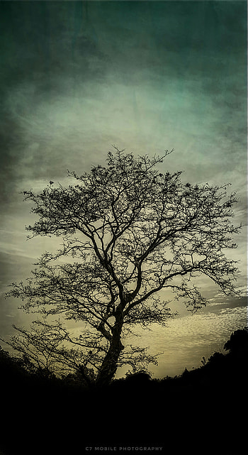 Dark Tree, apple, nature, android, ios HD phone wallpaper