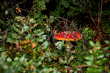 Nature, Grass, Vegetation, Mushroom, Toadstool HD wallpaper