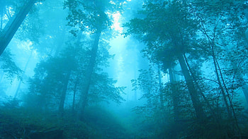 Fog In Forest, fog, forest, nature HD wallpaper