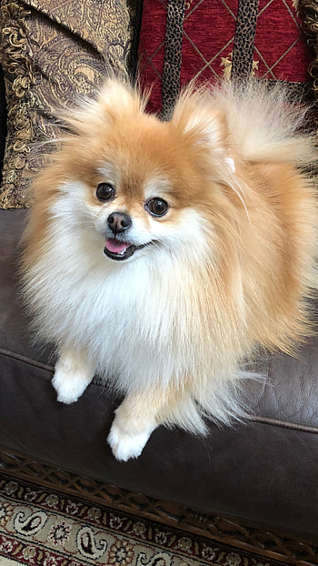 Pomeranian Dog, Golden White Pomeranian HD phone wallpaper