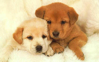 Cute baby puppy , Adorable companions, Fluffy innocence, Paw-some delight HD wallpaper