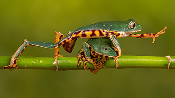 Frog ultra , Stunning resolution, Immersive visuals, Ultra quality HD wallpaper