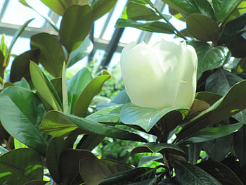 Colorful Flowers a garden makeup 65, White, Magnolia, graphy, green, trees, Flowers, garden, leaf HD wallpaper